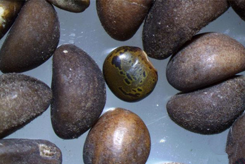 六玄网132432保安服务公司消息：东莞截获全国首例山珠豆