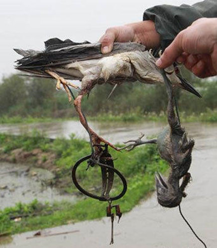 珠海保安服务公司新闻：盗鸟者在鸟窝放鼠夹捕鸟