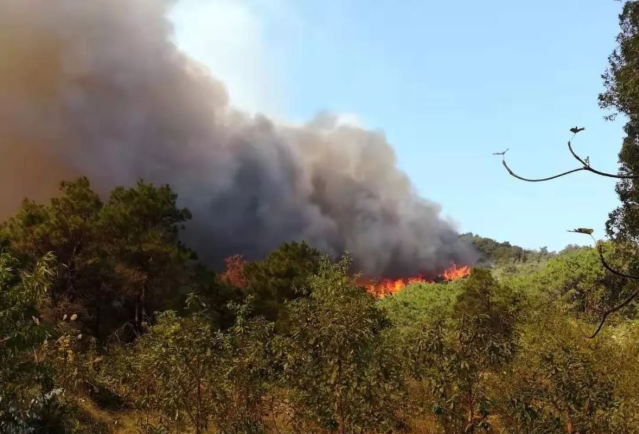佛山山火得到控制：上千名救援队员全力扑救